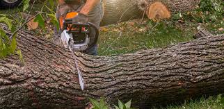 How Our Tree Care Process Works  in  Pepeekeo, HI